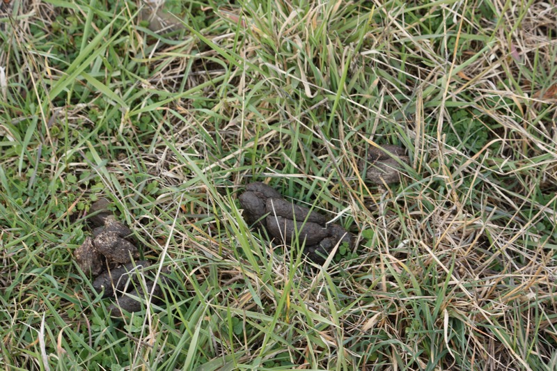 Queste feci sono di cinghiale. Probabile Istrice.